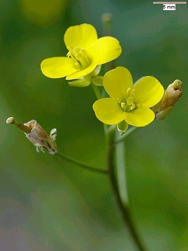 Diplotaxis flowers