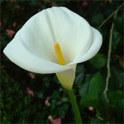 Calla