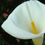 calla