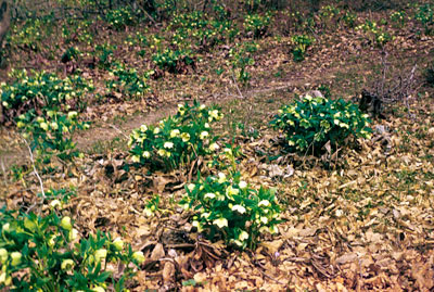 Helleborus caucasicus