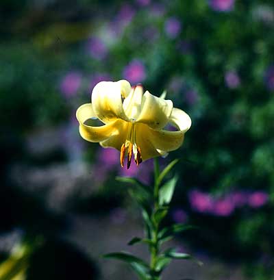 Lilium szovitsianum