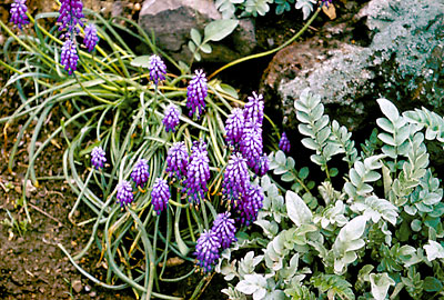 Muscari alpanicum