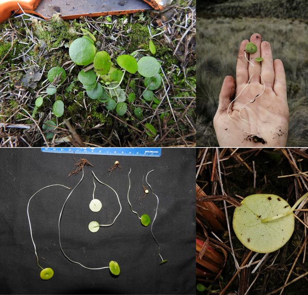 Peperomia paramuna Callejas (Piperaceae)