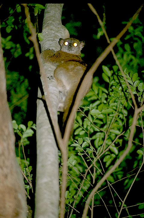 Mbg Madagascar Biodiversity And Conservation Lepilemur At Night