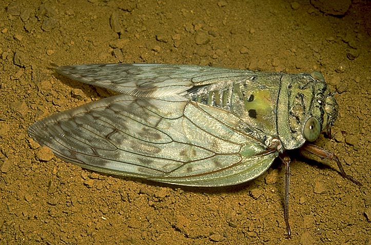 cicada madagascar