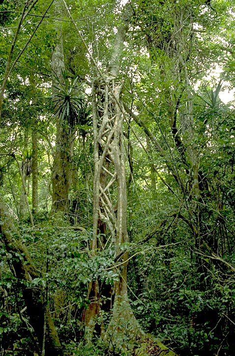 rainforest strangler fig