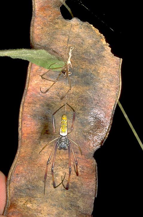 Golden Silk Spider