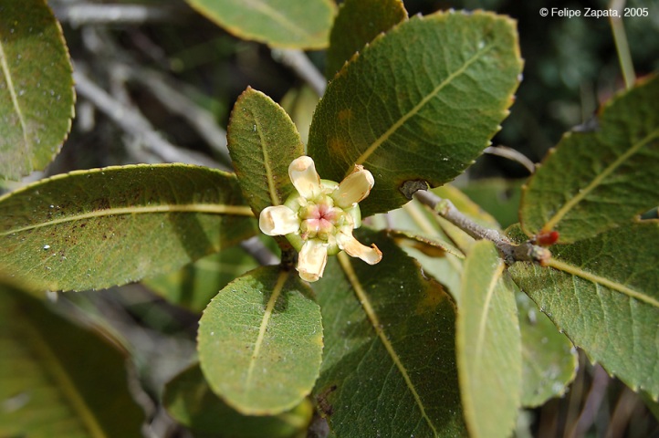 Rosaceae flower