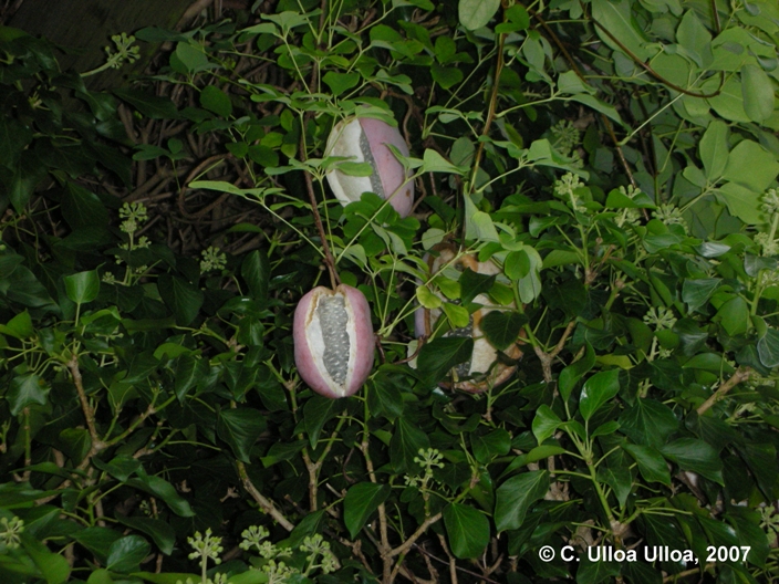 Lardizabalaceae fruit/habit