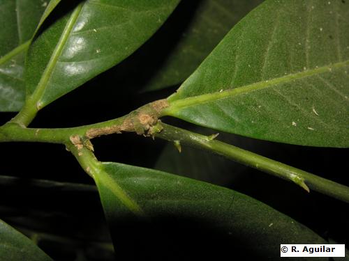 Moutabea petioles