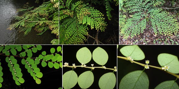 Phyllantheae