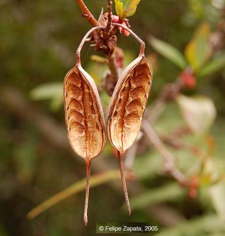 Proteaceae fruit