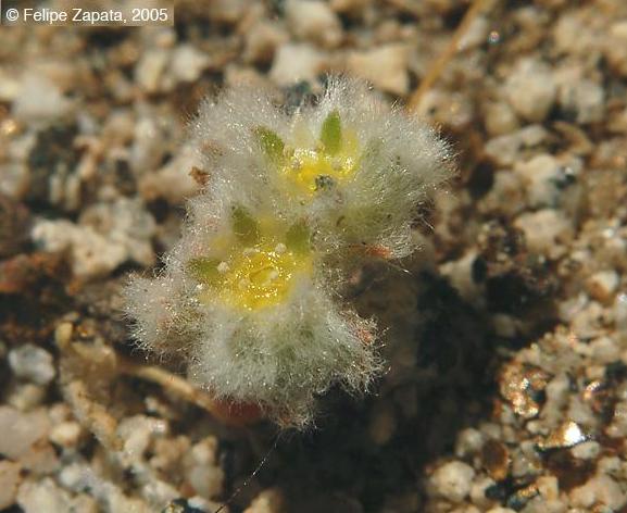 Caryophyllaceae flower