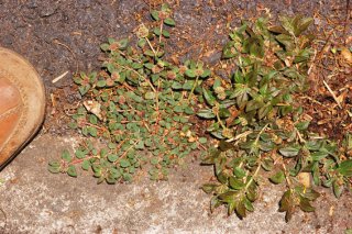 Euphorbia ophthalmica