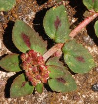 Euphorbia ophthalmica