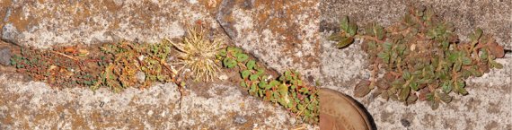 Left to right, these are E. prostrata (Hammel 25153), E. thymifolia L. (Hammel 25151), E. ophthalmica Pers. (Hammel 25150) and E. hirta L. (Hammel 25152)--ignoring, as we always do something, the grass!